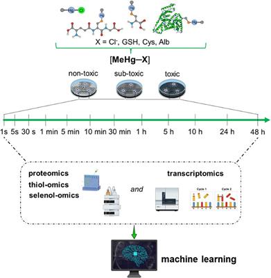 Transcriptomic and Proteomic Tools in the Study of Hg Toxicity: What Is Missing?